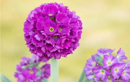 Primula denticulata 'Rubin'