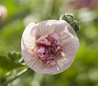 Malva sylvestris