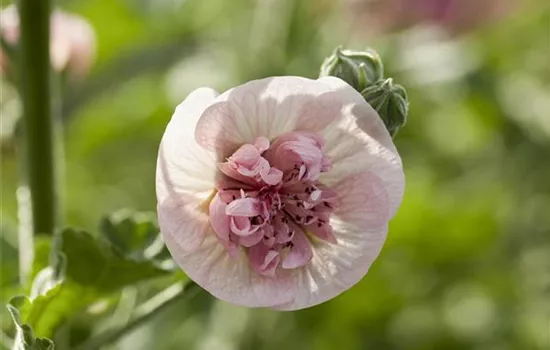 Malva sylvestris