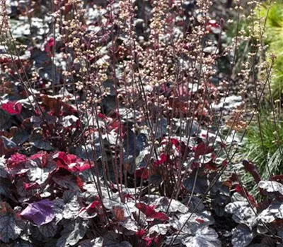 Heuchera