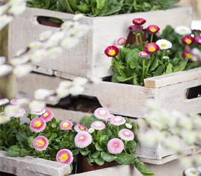 Bellis perennis