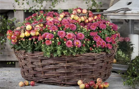 Chrysanthemum indicum