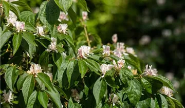 1A Garten Strauß