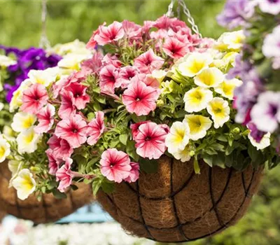 Petunia 'Potunia'®