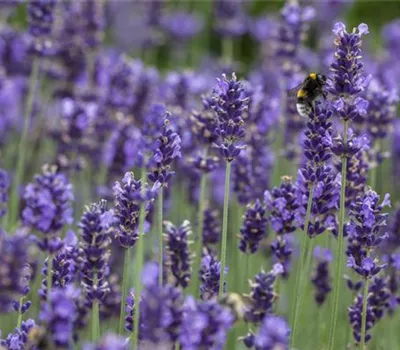 Lavandula angustifolia, blau