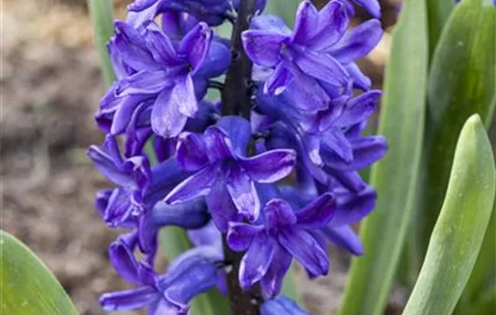 Hyacinthus