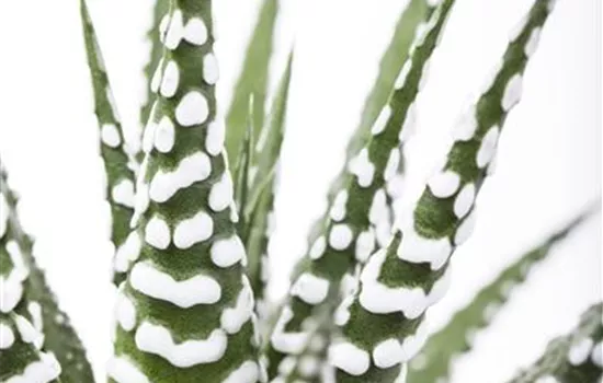 Haworthia fasciata