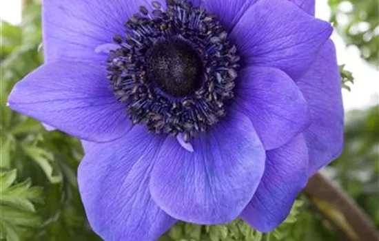 Anemone coronaria