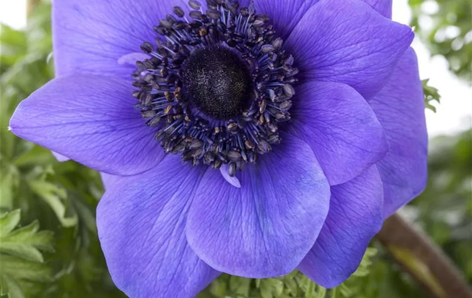 Anemone coronaria