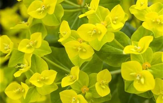 Euphorbia Hybriden