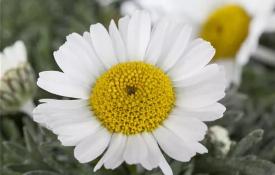 Leucanthemum hosmariense