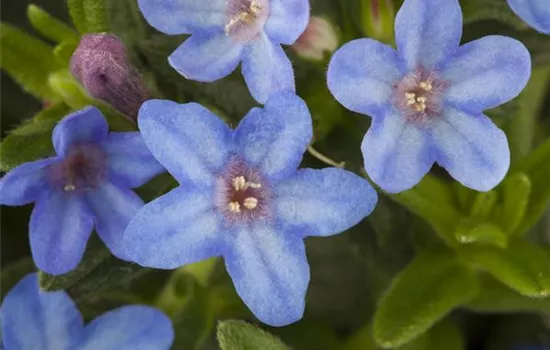 Lithodora diffusa 'Heavenly Blue'