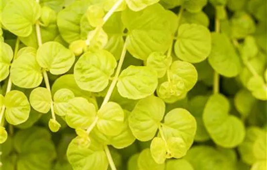 Lysimachia nummularia 'Goldilocks'