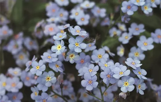 Myosotis sylvatica 'Myomark'(s)