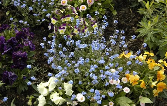 Myosotis sylvatica 'Bluesylva'