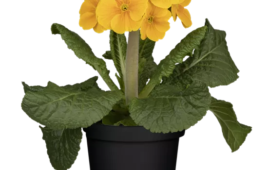 Primula elatior