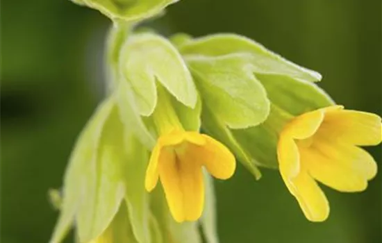 Primula veris subsp. veris