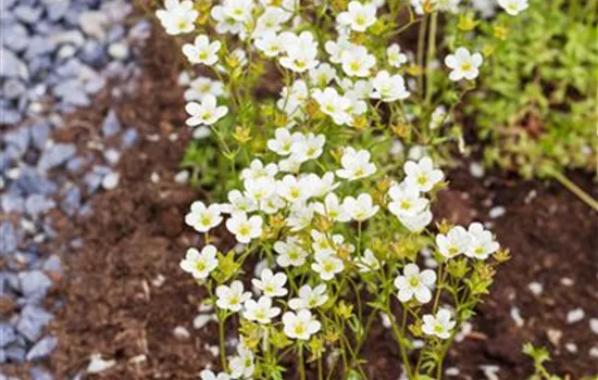 Saxifraga x arendsii