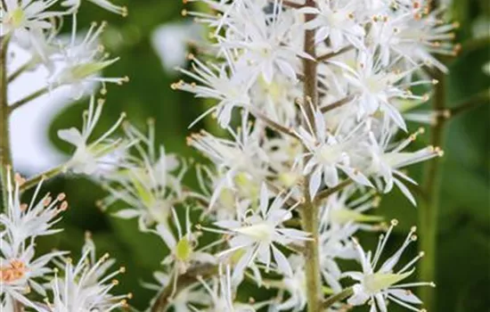 Tiarella