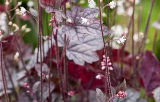 Heuchera