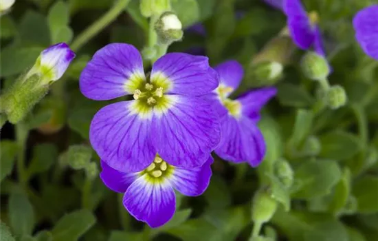 Aubrieta x cultorum, blauviolett