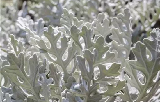 Senecio cineraria