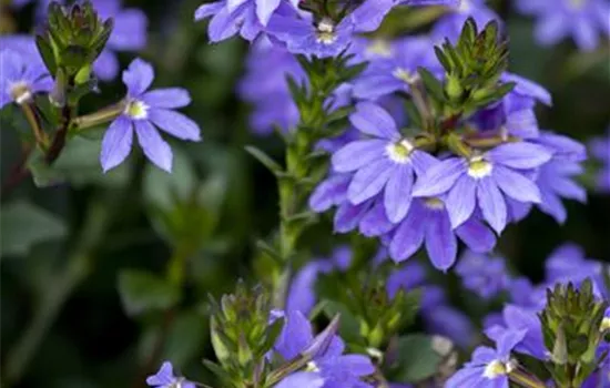 Scaevola aemula