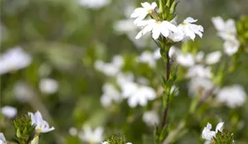 1A Garten Strauß