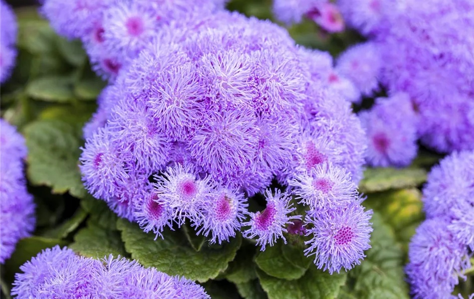 Ageratum houstonianum