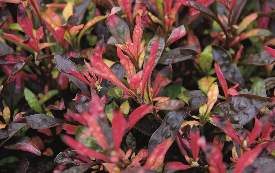 Alternanthera 'Jewel'