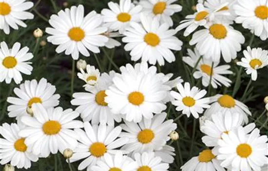 Argyranthemum 'Crazy Daisy'