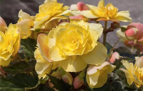 Begonia x tuberhybrida, gelb