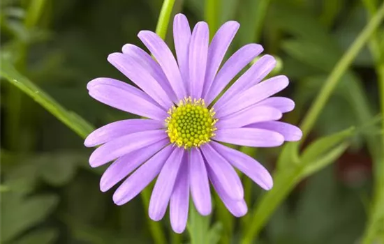 Brachyscome angustifolia 'Brasco® Violet'