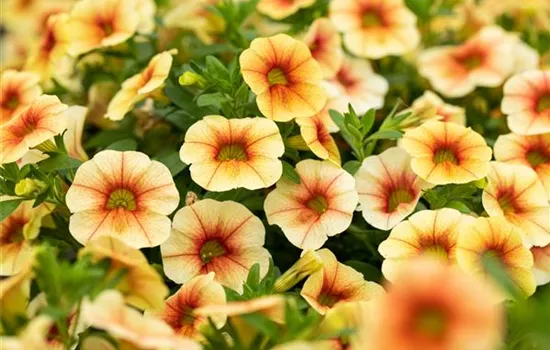 Calibrachoa MiniFamous® Uno 'Yellow Red Eye'