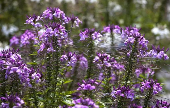 Cleome 'Señorita Rosalita'(s)