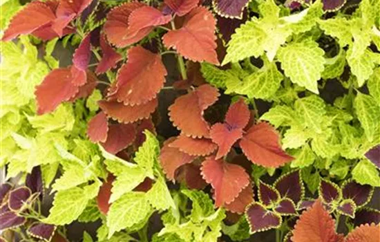 Coleus blumei, einfarbig