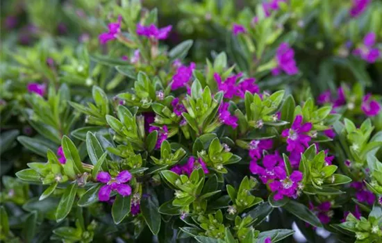 Cuphea hyssopifolia, pink