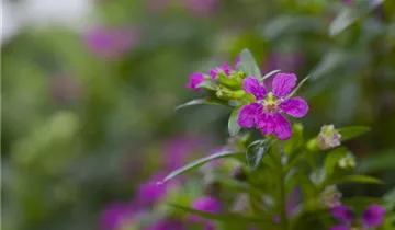 1A Garten Strauß