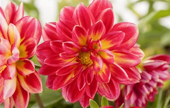 Dahlia 'Dahlietta'™