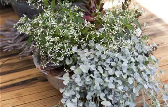 Dichondra argentea 'Silver Falls'