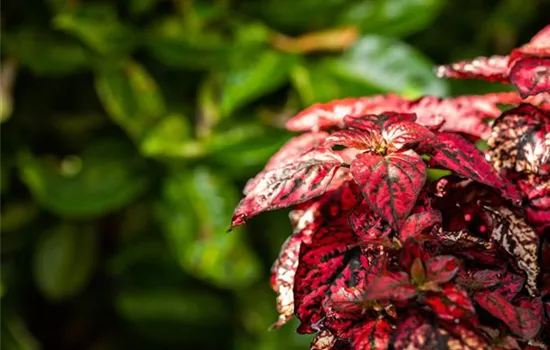 Hypoestes HIPPO