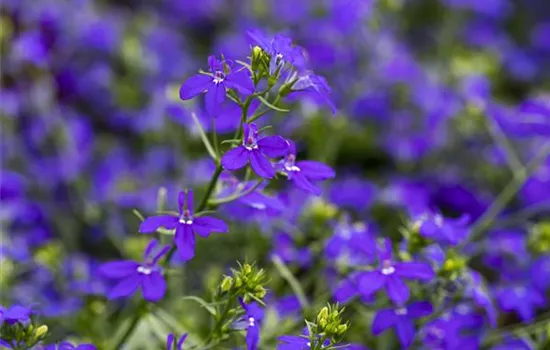 Lobelia 'Curaçao®'