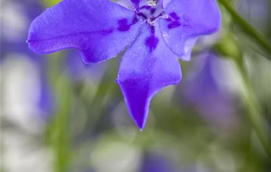 Lobelia erinus