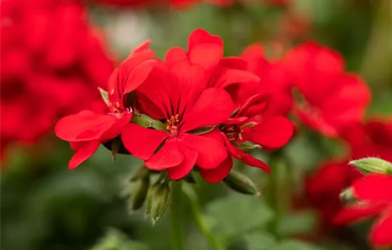 Pelargonium peltatum 'Royal® Scarlett'