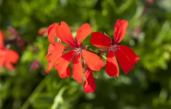 Pelargonium peltatum 'Ville de Paris Rot'