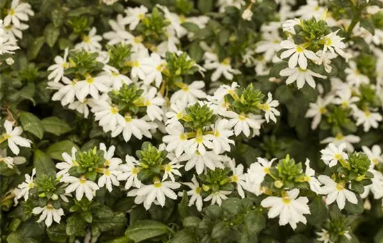 Scaevola 'Scalora'®