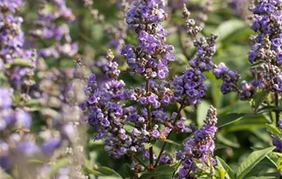 Vitex agnus-castus