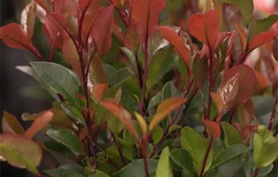 Photinia fraseri 'Carré Rouge'