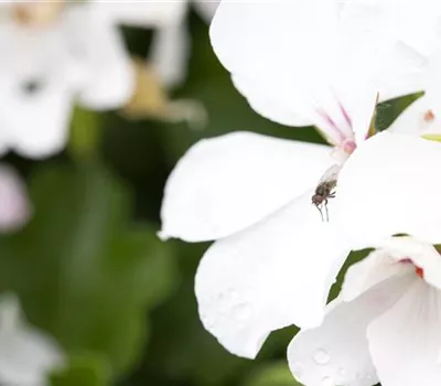 Pelargonium interspecific 'Marcada® White'