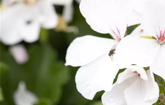 Pelargonium interspecific 'Marcada® White'